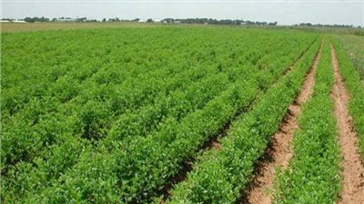 الوادي الجديد تستعد لموسم الزراعات الشتوية.. وتوفر 300 طن تقاوي