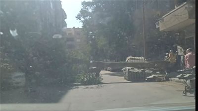 رفع آثار سقوط شجرة ضخمة وإعادة فتح الطريق ببني سويف الجديدة