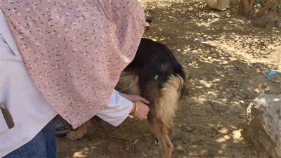 حملة لترخيص الكلاب وتحصينها ضد السعار في الوادي الجديد