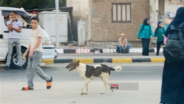 الكلاب الضالة