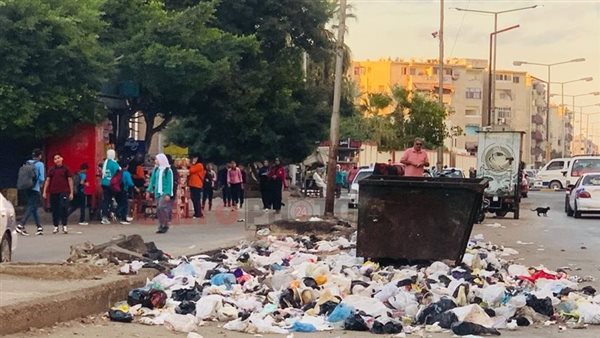 الكلاب الضالة وتجمعات