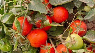 الزراعة تعلن تسجيل هجن وأصناف جديدة من الطماطم والفاصوليا والكوسة