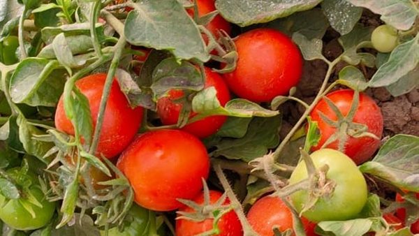 الاصناف الجديدة