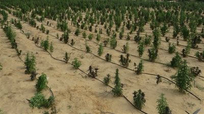 ضبط مزرعة مخدرات بقيمة مليار و600 مليون جنيه على مساحة 3.5 فدان بالإسماعيلية