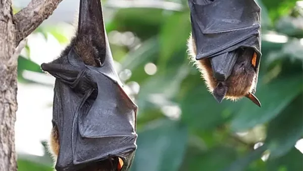 خفافيش - صورة تعبيرية