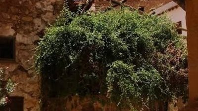 الشجرة المقدسة في سانت كاترين.. تاريخ ديني يمتد لآلاف السنين