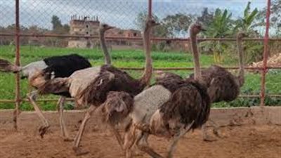 كندا تعلن إعدام أكثر من 400 نعامة بسبب مخاوف من إنفلونزا الطيور