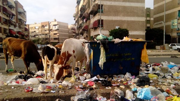 العجول بشوارع بورسعيد