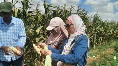 زراعة الإسكندرية تتفقد حقول القطن وبنجر السكر لإرشاد المزارعين قبل موسم الحصاد