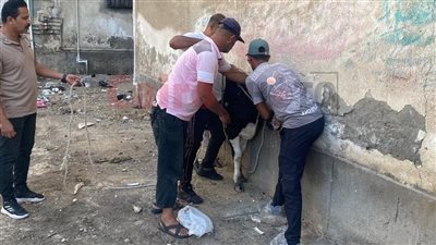 محافظة بورسعيد تبدأ مصادرة العجول الهائمة بالشوارع| صور 