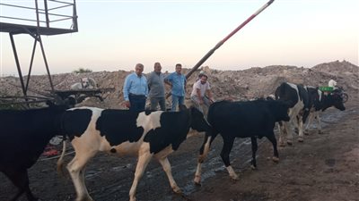 أحياء بورسعيد تلاحق المواشي الهائمة بالشوارع بعد انتهاء المهلة.. ومطالب بمواجهة القمامة والكلاب| صور