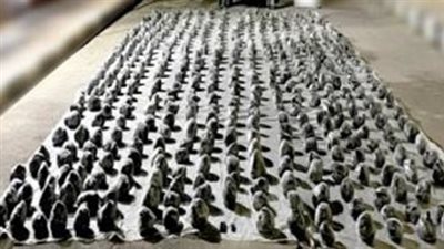 التحقيق مع 4 تجار مخدرات حاولوا غسل 170 مليون جنيه لإخفاء مصدرها الحقيقي