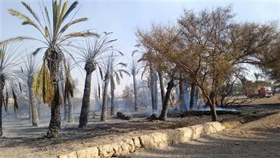 حريق يلتهم مزرعة نخيل في الوادي الجديد