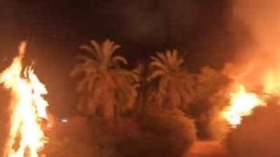إخماد حريق بمزرعة نخيل بمدينة موط بالوادي الجديد 