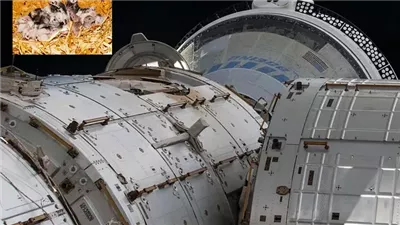 تجربة روسية في الفضاء.. كيف أثرت الرحلة على الفئران والكائنات الدقيقة؟