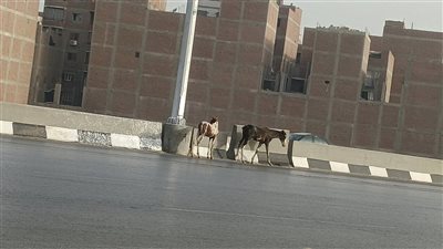 فحص فيديو ظهور أحصنة أعلى الطريق الدائري ببهتيم | صور