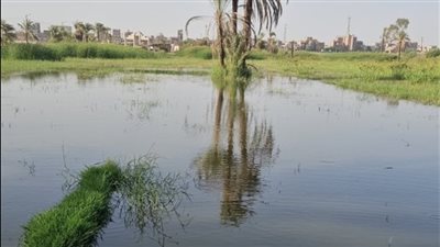 الأراضي غرقت.. زيادة منسوب النيل يعيق الزراعة في جزيرة نجع مكي بقنا