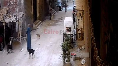 مقابل 100 جنيه.. بواب يعذب كلبًا والجيران ينقذونه في الهرم 