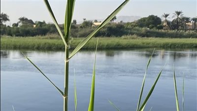 استمرار رفع حالة الطوارئ بالأقصر لمتابعة مناسيب النيل.. والشبكة الوطنية تؤكد: الأمور مستقرة