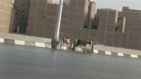 أحصنة أعلى الطريق