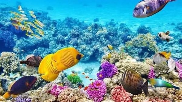 شعاب مرجانية 