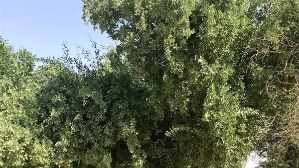 شجر الأراك ينمو بكثرة