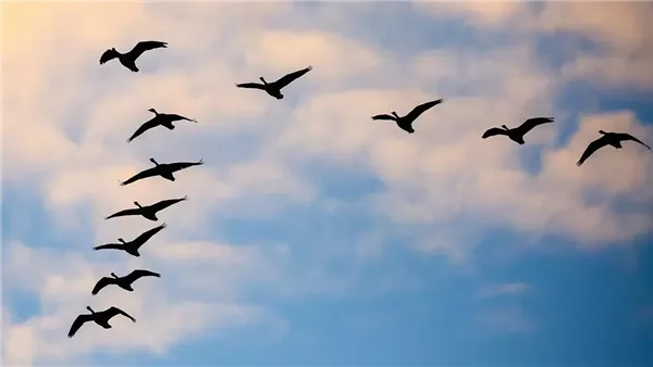 الطيور المهاجرة