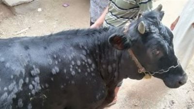 إسبانيا تعدم الماشية لاحتواء أول تفش لمرض الجلد العقدي