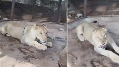 أسد يثير الذعر في تايلاند بعد فراره من قفص مؤثر على تيك توك.. وإصابة صغير ورجل