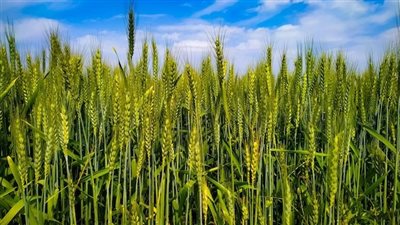 نستهدف 3.5 مليون فدان.. وزير الزراعة يطلق خطة شاملة لضمان موسم ناجح لزراعة القمح