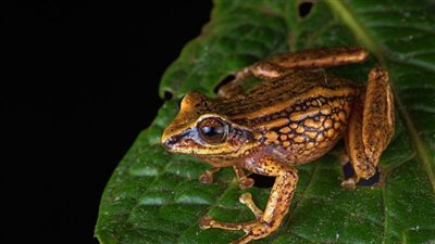 مسنّة صينية تبتلع 8 ضفادع حية لعلاج آلام الظهر وتنقل للمستشفى بإصابة طفيلية