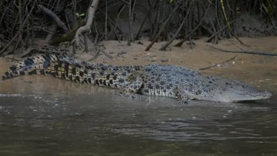 تمساح يقتل سيدة في الهند ويثير الخوف بين السكان 