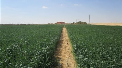 من الرمال الميتة إلى الأرض الحية.. حقن التربة بالطين قصة مشروع مصري يوفر الأسمدة و60% من مياه الري 