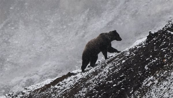 القطب الشمالي
