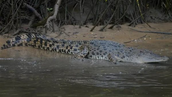 تمساح في الهند 