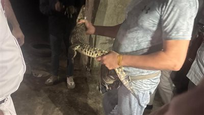 محافظة الجيزة توضح تفاصيل العثور على تمساح نيلي صغير أمام عقار بحدائق الأهرام