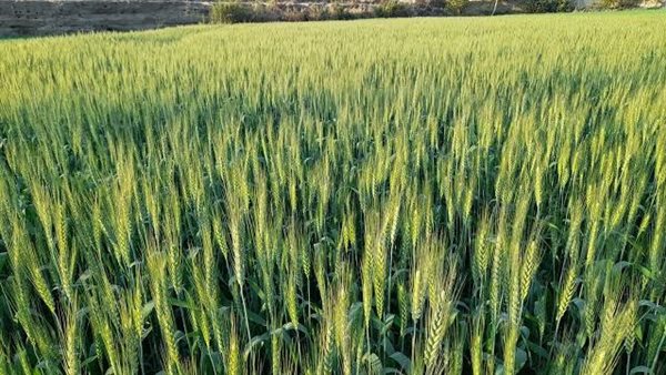 زراعة الوادي الجديد