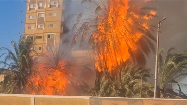 حريق بأشجار نخيل