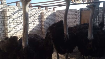 نعام وزواحف.. شخص يحرر محضرا ضد جاره لتحويل منزله لحديقة حيوان بحدائق الأهرام