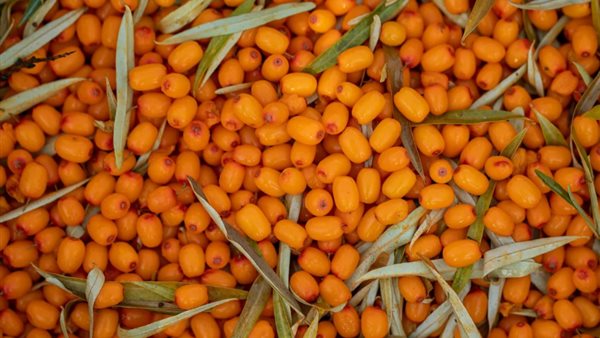 نبق البحر - أرشيفية