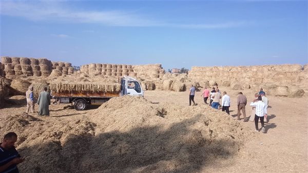 جمع قش الأرز بالبحيرة