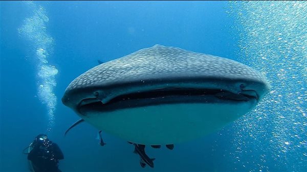 القرش الحوتي