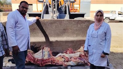 بيطري الأقصر يعدم عجلًا يزن نصف طن بمجزر الحبيل بعد اكتشاف إصابته بمرض الصفراء