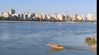 حديقة الحيوان تكشف حقيقة غرق زرافة في نهر النيل