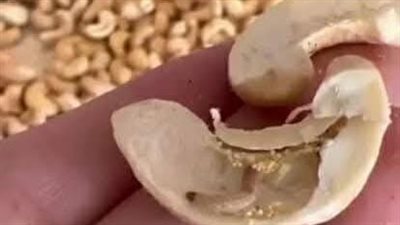 تموين بورسعيد تضبط مكسرات وزيوت غير صالحة قبل بيعها للمواطنين| صور 