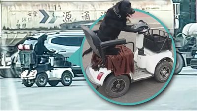 فيديو متداول لكلب يقود سكوتر كهربائي في الصين يثير الدهشة ويهدد بمخاطر السلامة
