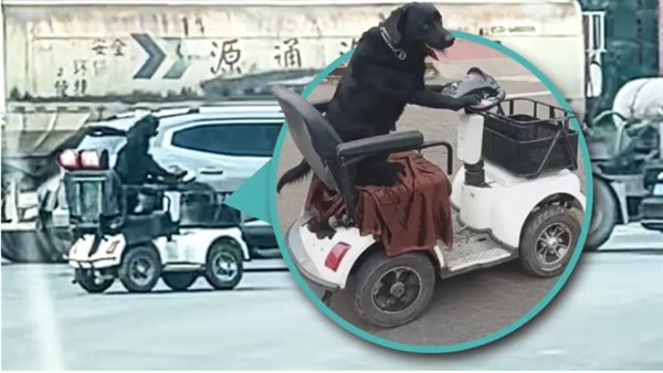 كلب في الصين يقود