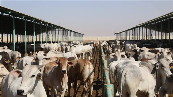 رؤوس ماشية في الوادى