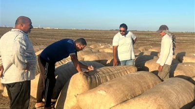 بورسعيد × 24 ساعة | حملات لمتابعة موسم توريد القطن.. وأعمال تطهير صفايات الأمطار ببورفؤاد