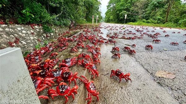 السرطانات الحمراء